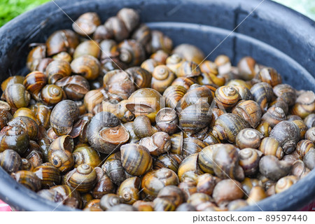 Apple snail freshwater snail river from nature field for food cooked Thai local food, Pila ampullacea shellfish 89597440