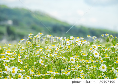 Chamomile field 89597490