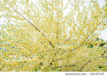 橄欖樹盛開 89597505