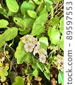 Rosaceae plant Mitsudeiwagasa 89597553