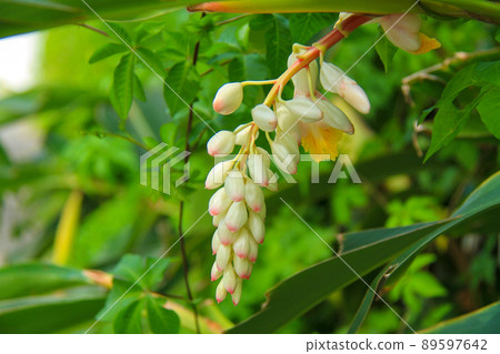 Okinawa shell ginger flower sannin Okinawa shell ginger flower sannin 89597642