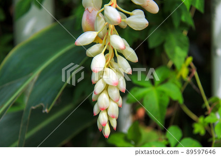 Okinawa shell ginger flower sannin 89597646
