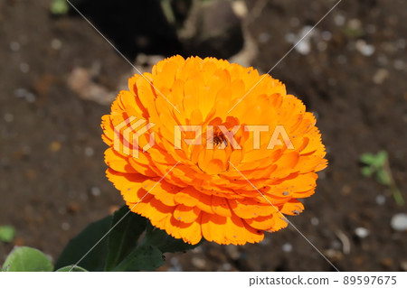 春天在日本公園盛開的金盞花橙花 89597675