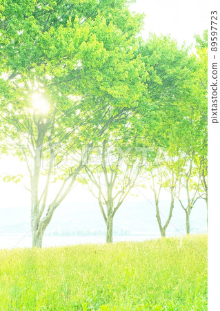 Background material: Sunbeams through trees in the park, fresh green, eco-image 89597723