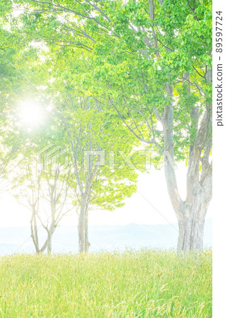Background material: Sunbeams through trees in the park, fresh green, eco-image 89597724