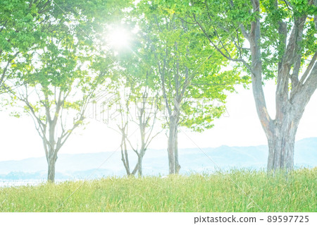 Background material: Sunbeams through trees in the park, fresh green, eco-image 89597725