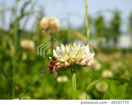 Bees perched on white clover flowers (white clover flowers and bees) 89597779