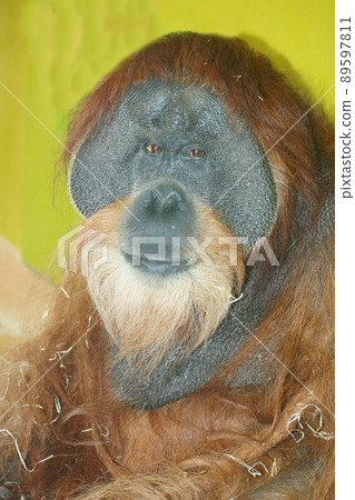 Orangutan (Pongo) Orangutan (Pongo) 89597811