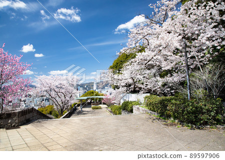It is the scenery of Hijiyama Park, which is a famous place for cherry blossoms. See the splendor of this location. The distant view is the city of Hiroshima. Hiroshima Prefecture It is the scenery of Hijiyama Park, which is a famous place for cherry blossoms. See the splendor of this location. The distant view is the city of Hiroshima. Hiroshima Prefecture 89597906