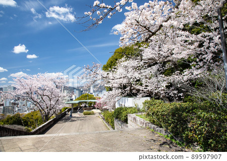 It is the scenery of Hijiyama Park, which is a famous place for cherry blossoms. See the splendor of this location. The distant view is the city of Hiroshima. Hiroshima Prefecture It is the scenery of Hijiyama Park, which is a famous place for cherry blossoms. See the splendor of this location. The distant view is the city of Hiroshima. Hiroshima Prefecture 89597907