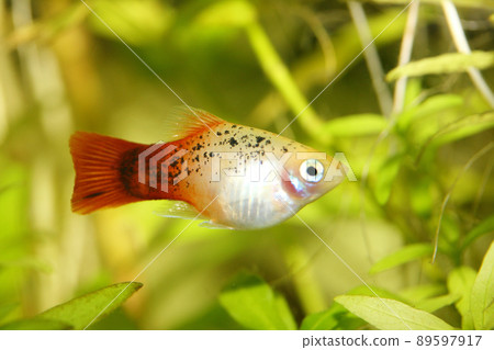 Platy     (Xiphophorus maculatus) 89597917