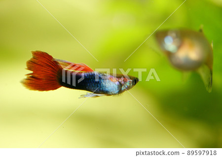 Guppy (Poecilia reticulata) Guppy (Poecilia reticulata) 89597918