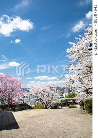 It is the scenery of Hijiyama Park, which is a famous place for cherry blossoms. See the splendor of this location. The distant view is the city of Hiroshima. Hiroshima Prefecture 89597943