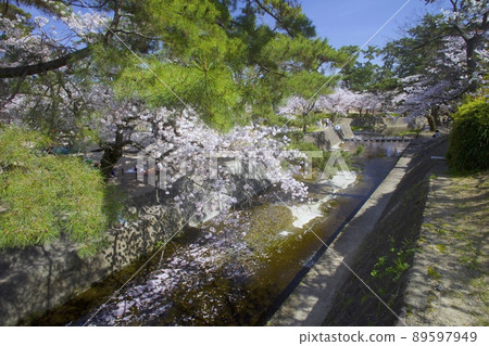 Shukugawa Park, cherry blossom trees in full bloom "100 selections of cherry blossom spots in Japan" Shukugawa Park, cherry blossom trees in full bloom "100 selections of cherry blossom spots in Japan" 89597949