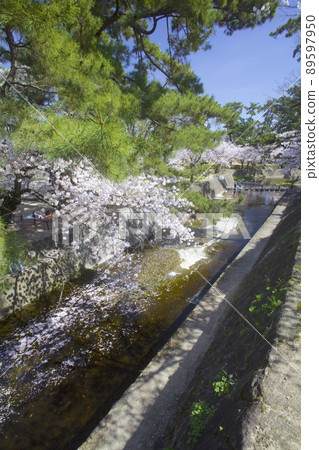 Shukugawa Park, cherry blossom trees in full bloom "100 selections of cherry blossom spots in Japan" 89597950