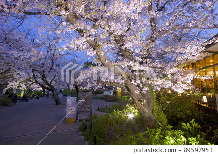 宿川公園夜櫻“日本賞櫻百選” 89597951