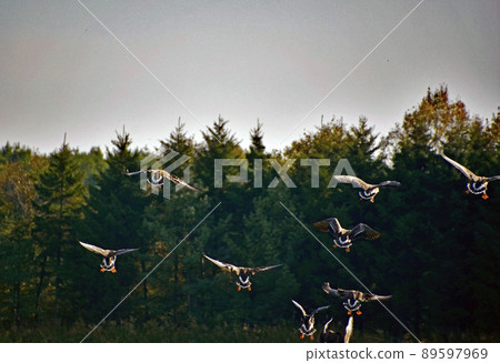It is the moment when the white-fronted geese who were resting in the field are about to take off from the north to Nagato-numa in Hokkaido for wintering. 89597969