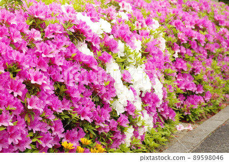 人行道旁的杜鵑花 89598046