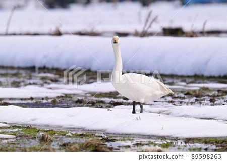 Tundra swan Tundra swan 89598263