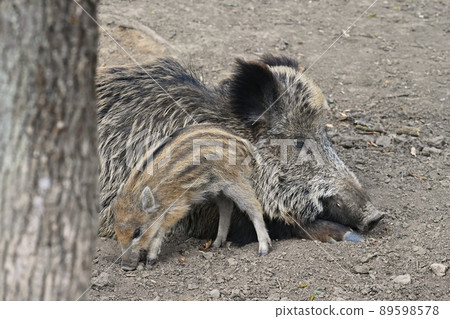 Beautiful little pigs wild in nature. Wild boar. Animal in the forest Beautiful little pigs wild in nature. Wild boar. Animal in the forest 89598578