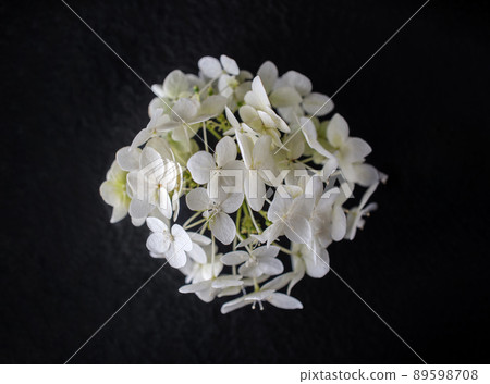 Studio shot of flower on black background. Decorative flowers. Studio shot of flower on black background. Decorative flowers. 89598708