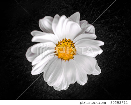 Studio shot of flower on black background. Flat lay, top view. 89598711