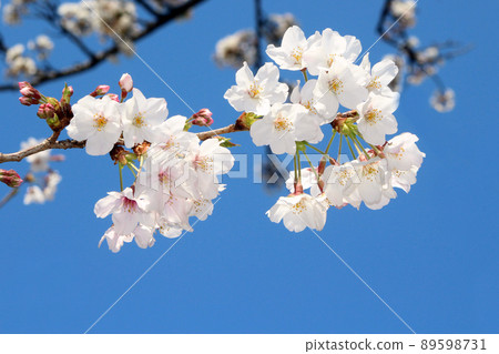 Cherry blossom 89598731
