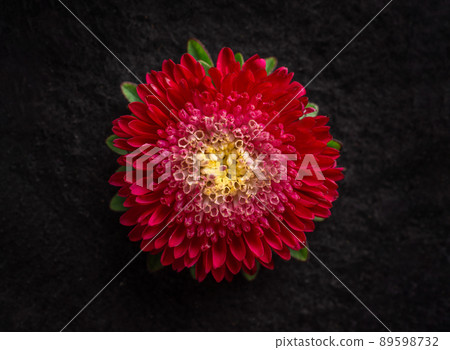 Studio shot of flower on black background. Closeup. 89598732