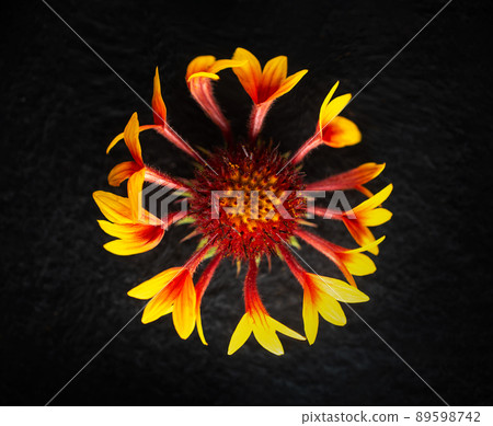 Studio shot of flower on black background. Macro shoot. Studio shot of flower on black background. Macro shoot. 89598742