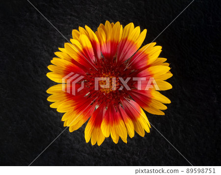 Studio shot of flower on black background. On a dark background. Studio shot of flower on black background. On a dark background. 89598751