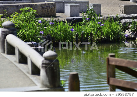丸山公園葫蘆池舞孔雀 丸山公園葫蘆池舞孔雀 89598797