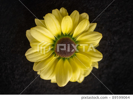One flower on a black background. Bright and beautiful flower. 89599064