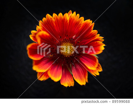 Studio shot of flower on black background. On black background. Studio shot of flower on black background. On black background. 89599088