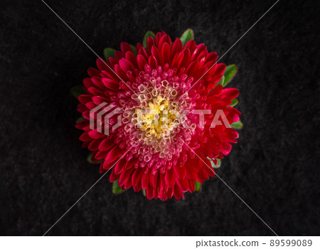 Top view of a flower on black background. Closeup. Nature. Top view of a flower on black background. Closeup. Nature. 89599089