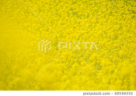 春天的油菜花田 89599350