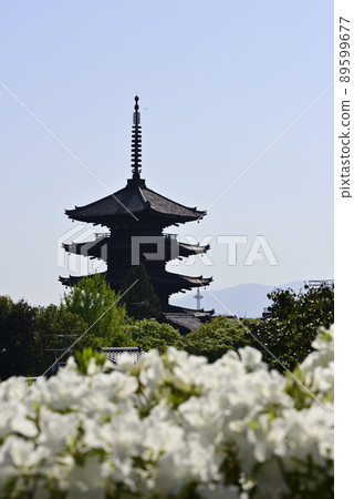 八坂塔(五層塔)和杜鵑花 八坂塔(五層塔)和杜鵑花 89599677