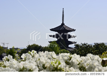 八坂塔（五層塔）和杜鵑花 89599678