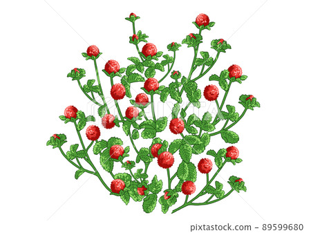 蛇草莓插圖素材 89599680