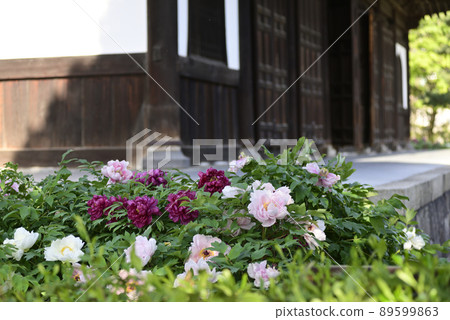 Peony of Kenninji Temple 89599863