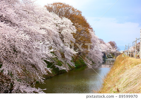 Sakura Sakura Sakura Kajo Park Sakura Sakura Sakura Kajo Park 89599970