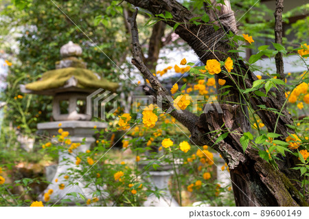 松尾大社山吹盛開 89600149