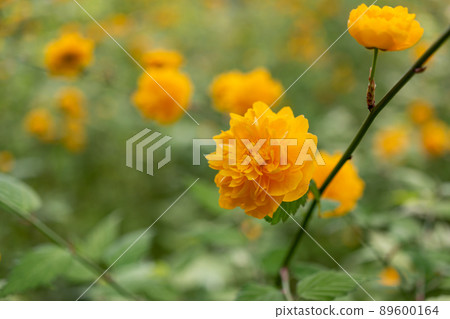 松尾大社山吹盛開 89600164