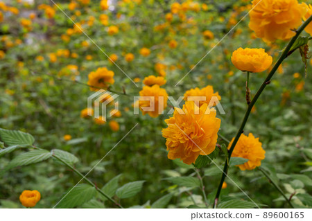 松尾大社山吹盛開 89600165