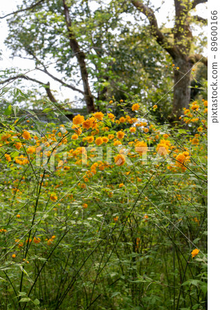 松尾大社山吹盛開 89600166