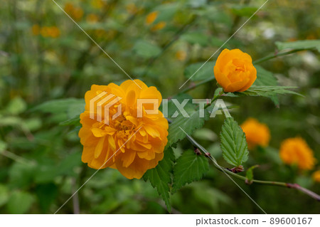 松尾大社山吹盛開 89600167