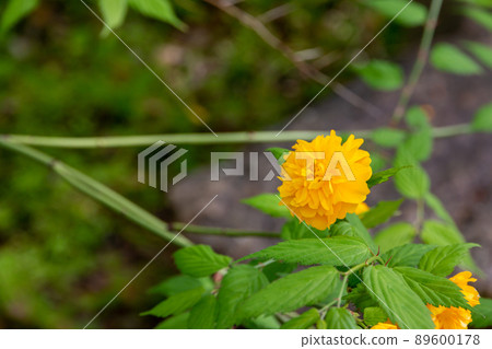 松尾大社山吹盛開 89600178