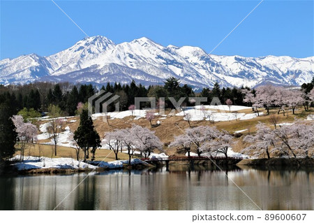 妙高山和妙高松樹 妙高山和妙高松樹 89600607