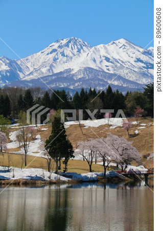 妙高山和妙高松樹 89600608
