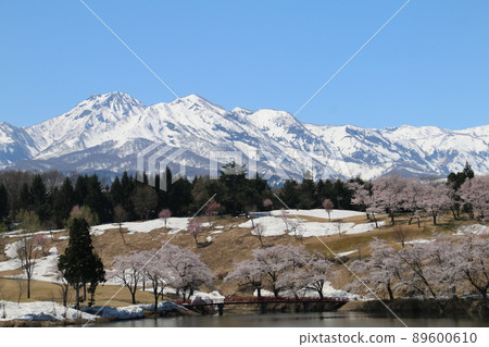 Myoko mountains and pine trees in Myoko Myoko mountains and pine trees in Myoko 89600610