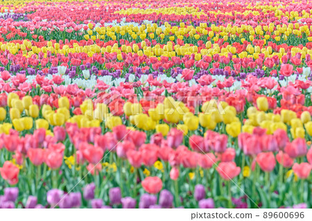 Akebonoyama Park Spring Tulips Akebonoyama Park Spring Tulips 89600696